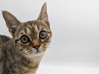 Catsy Cline -  Domestic Short Hair and Tabby Cat for Adoption in Powell, Ohio - Catsy Cline | PetCurious