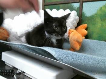 Domestic Short Hair Cats Available for Adoption in Houston, Texas - WANDA | PetCurious