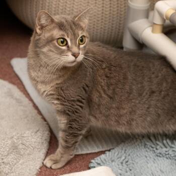 Ashlee -  Domestic Short Hair Cat for Adoption in Asheville, North Carolina - Ashlee | PetCurious