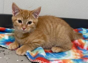 Crush -  Domestic Short Hair Cat for Adoption in Hornell, New York - Crush | PetCurious