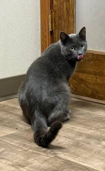 Rescue Domestic Short Hair Cats for Adoption in Cottonwood, Minnesota - Lyle | PetCurious