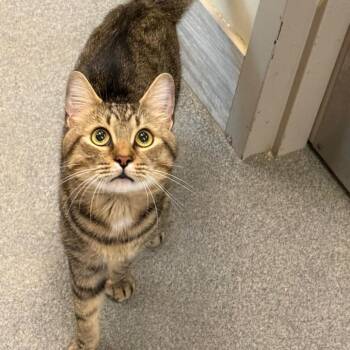 Victor -  Domestic Short Hair Cat for Adoption in Concord, New Hampshire - Victor | PetCurious