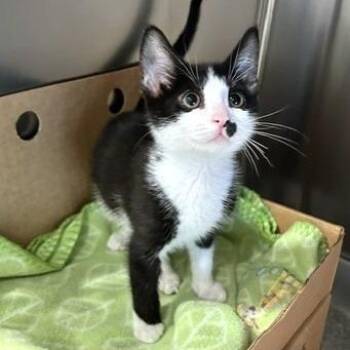 Cortland -  Domestic Short Hair Cat for Adoption - Cortland | PetCurious