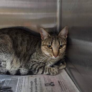 Nestle -  Domestic Short Hair Cat for Adoption in Pauls Valley, Oklahoma - Nestle | PetCurious