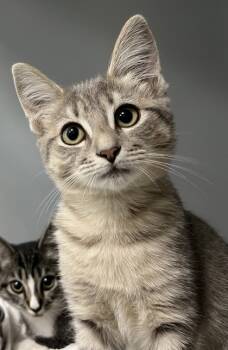 Rescue Domestic Short Hair Cats for Adoption in Cumming, Georgia - Snuggy 1737-25 | PetCurious