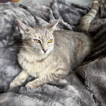 Connie -  Domestic Short Hair Cat for Adoption in Charleston, West Virginia - Connie | PetCurious