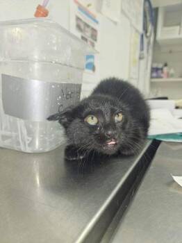 Padgett 3 -  Domestic Short Hair Cat for Adoption in Sullivan, Indiana - Padgett 3 | PetCurious