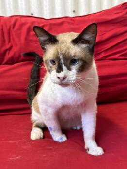 Poppy -  Siamese Cat for Adoption in Luling, Texas - Poppy | PetCurious