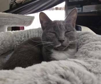 Stacy -  Domestic Short Hair Cat for Adoption in Cumming, Georgia - Stacy | PetCurious