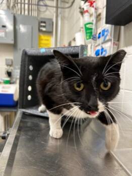 Mavis -  Domestic Short Hair Cat for Adoption in Fruit Heights, Utah - Mavis | PetCurious