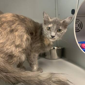 Paisley -  Domestic Medium Hair Cat for Adoption in Columbus, North Carolina - Paisley | PetCurious
