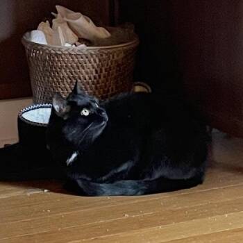 Artemis (bonded with Athena) -  Domestic Short Hair Cat for Adoption in Fitchburg, Massachusetts - Artemis (bonded With Athena) | PetCurious