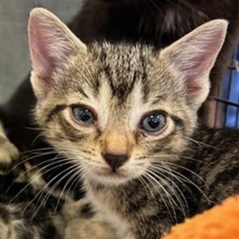 A138327 -  Domestic Short Hair Cat for Adoption in Palmetto, Florida - A138327 | PetCurious