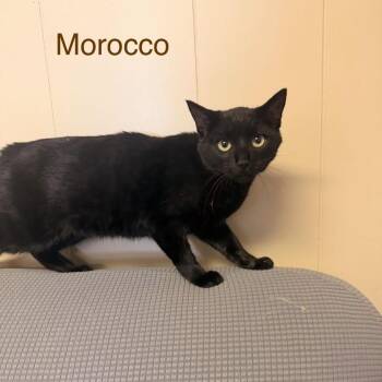 Domestic Short Hair Cats Available for Adoption in Buffalo, Minnesota - Morocco | PetCurious