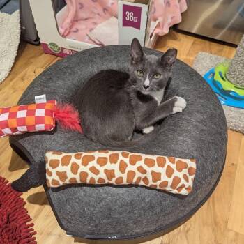 Koala -  Domestic Short Hair Cat for Adoption in Sarasota, Florida - Koala | PetCurious