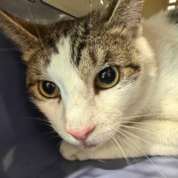 Jovie -  Domestic Short Hair Cat for Adoption in Tampa, Florida - Jovie | PetCurious