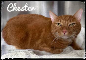 Chester -  Domestic Short Hair Cat for Adoption in El Cajon, California - Chester | PetCurious