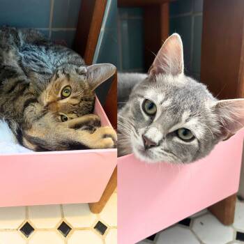 Rescue Domestic Short Hair Cats for Adoption - Dorian Dinghy & Tyler Tugboat | PetCurious