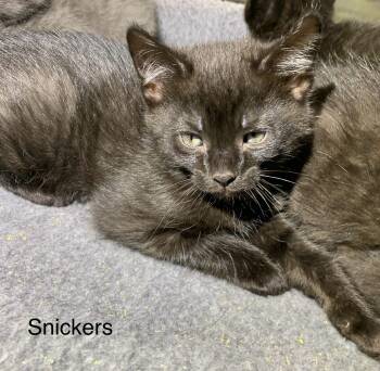 Snickers -  Domestic Short Hair Cat Available for Adoption in Massena, New York - Snickers | PetCurious