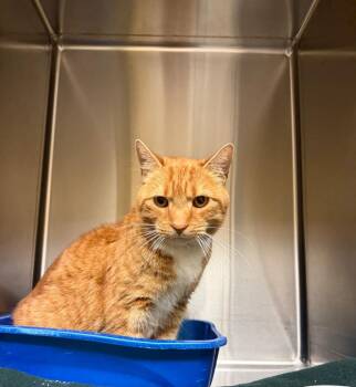 Lenny -  Domestic Short Hair Cat for Adoption in Thayne, Wyoming - Lenny | PetCurious