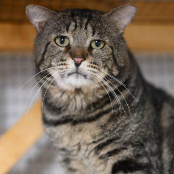 Tabby and Domestic Short Hair Cats Available for Adoption - Grant | PetCurious