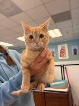 Charlie -  Domestic Short Hair Cat for Adoption in Heber City, Utah - Charlie | PetCurious