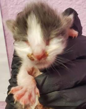 Domestic Short Hair Cats Available for Adoption in El Paso, Texas - 60741091 | PetCurious