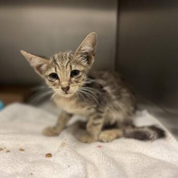 Turbo -  Domestic Short Hair Cat for Adoption in Edinburg, Texas - Turbo | PetCurious