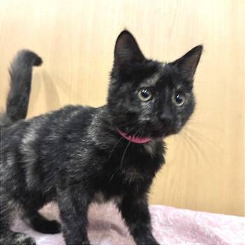 Hyacinth -  Domestic Short Hair Cat for Adoption in Brentwood, Missouri - Hyacinth | PetCurious