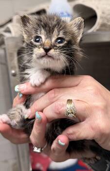 Domestic Short Hair Cats Available for Adoption in Sanford, North Carolina - Maki | PetCurious