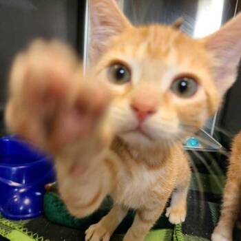Buzz -  Domestic Short Hair Cat for Adoption in Davenport, Iowa - Buzz | PetCurious
