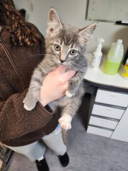 Domestic Short Hair Cats Available for Adoption in Winnipeg, Manitoba - Shahi Paneer | PetCurious