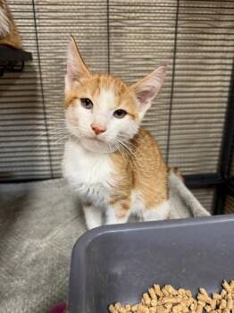 Gretchen -  Domestic Short Hair Cat for Adoption in Missoula, Montana - Gretchen | PetCurious