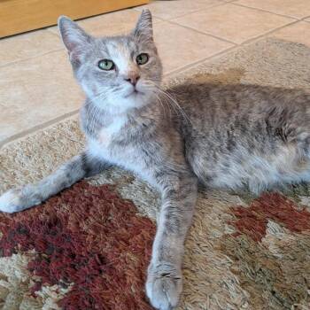 America (Holland Cat Cove) -  Domestic Short Hair Cat for Adoption in West Olive, Michigan - America (Holland Cat Cove) | PetCurious