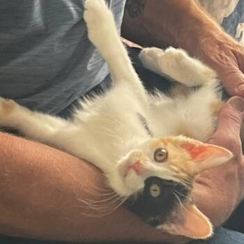 Iris -  Domestic Short Hair Cat for Adoption in Winchester, Virginia - Iris | PetCurious