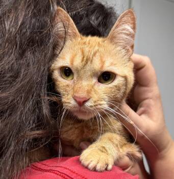 Carrot -  Domestic Short Hair Cat for Adoption - Carrot | PetCurious