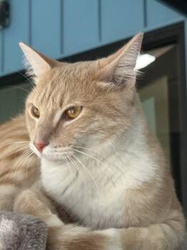 Ashton -  Domestic Short Hair Cat for Adoption in Hamilton, Montana - Ashton | PetCurious