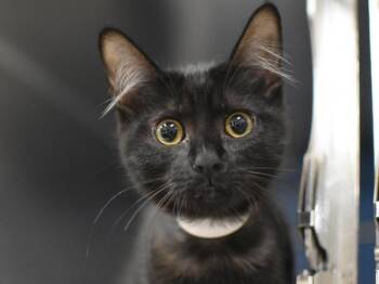 Polka Dot -  Domestic Medium Hair Cat for Adoption in Portland, Oregon - Polka Dot | PetCurious
