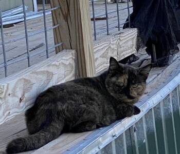 Rescue Tortoiseshell Cats for Adoption in Snyder, Texas - Consuela | PetCurious