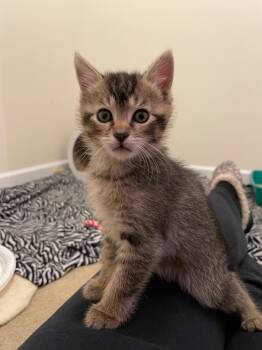 Rescue Domestic Short Hair Cats for Adoption in Pomona, New York - Malachite | PetCurious