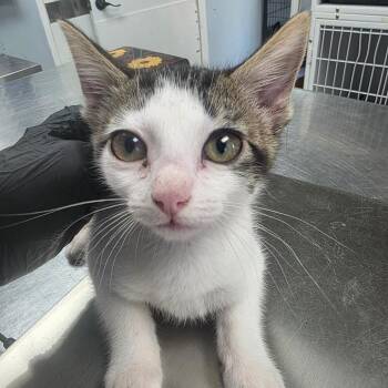 Jack -  Domestic Short Hair Cat for Adoption in Duncan, Oklahoma - Jack | PetCurious