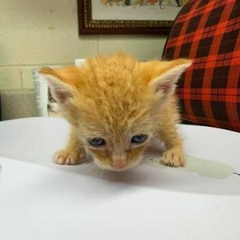 Little Penny 26-09-017 -  Domestic Short Hair Cat for Adoption in Bastrop, Texas - Little Penny 26-09-017 | PetCurious
