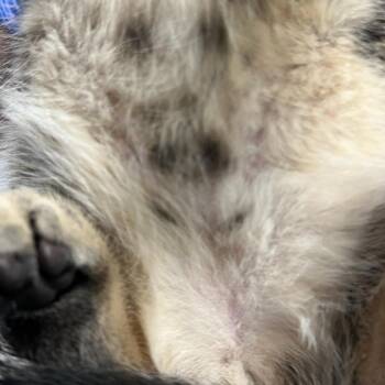 Junie -  Domestic Short Hair Cat for Adoption in Charlottesville, Virginia - Junie | PetCurious