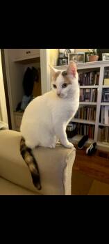 Rescue Domestic Short Hair Cats for Adoption in Lewis Center, Ohio - Precious (Precious And Dulce) | PetCurious