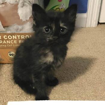 Domestic Short Hair Cats Available for Adoption in Springboro, Ohio - Bravo | PetCurious