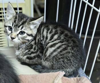 Tomas -  Tabby and Domestic Short Hair Cat for Adoption in Minneapolis, Minnesota - Tomas | PetCurious