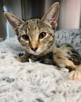 Rescue Domestic Medium Hair Cats for Adoption in Chapel Hill, North Carolina - Spirit | PetCurious