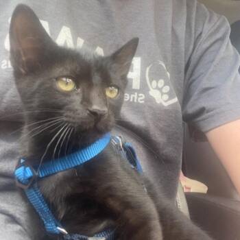R@N DEE -  Domestic Short Hair Cat for Adoption in Kyle, Texas - R@N DEE | PetCurious
