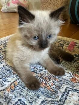 Panda -  Siamese and Domestic Long Hair Cat for Adoption in Walnut Creek, California - Panda | PetCurious