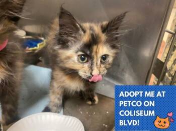 PANINI -  Domestic Long Hair Cat for Adoption in Fort Wayne, Indiana - PANINI | PetCurious